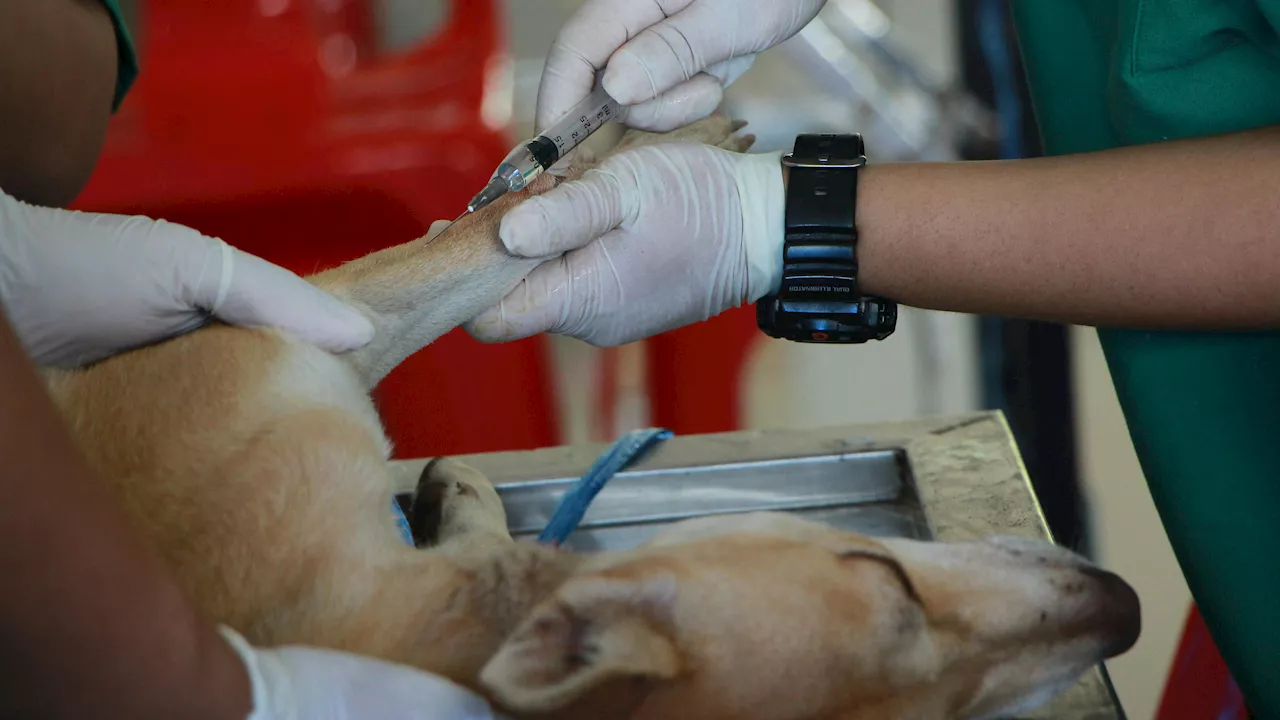 La carga emocional en los veterinarios: 'Nadie les enseña a afrontar la eutanasia'