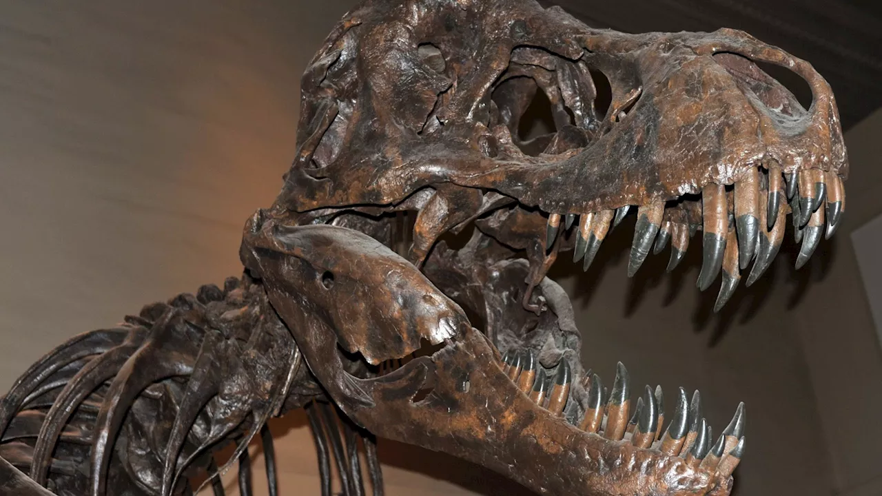 Fossil of new dinosaur species with deep snout discovered in China