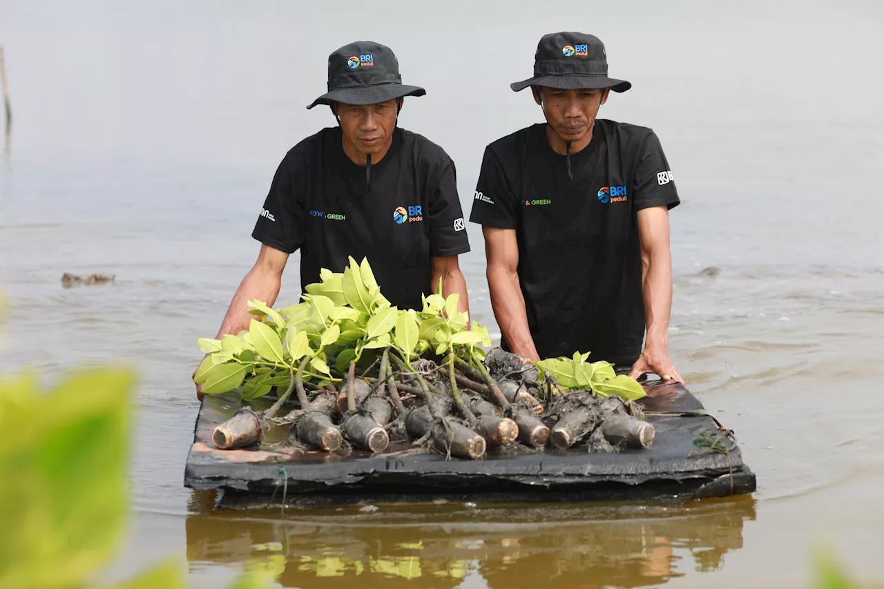 Begini Upaya Nyata BRI Menyelamatkan Lahan Kritis Akibat Abrasi di Muaragembong