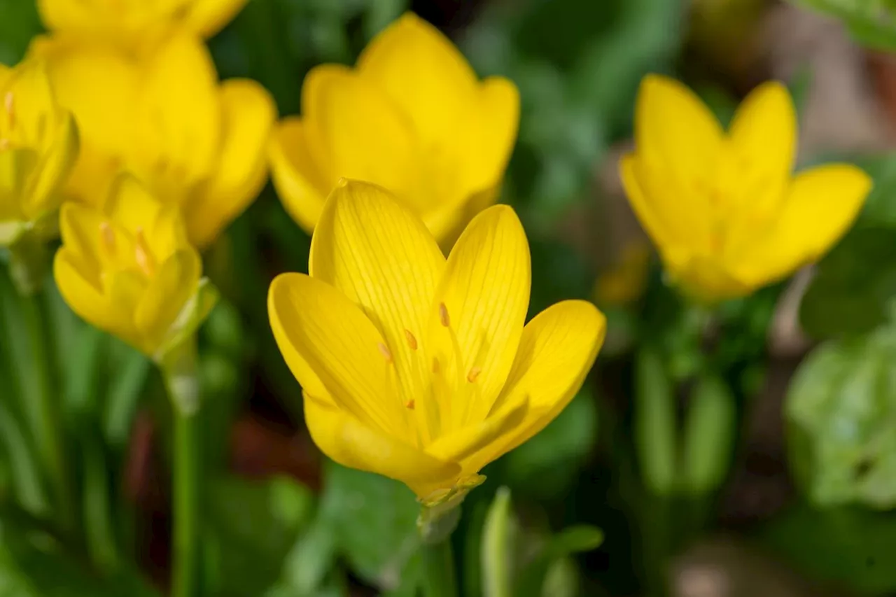 Jardin : le sternbergia pousse à toute vitesse, c’est magique !