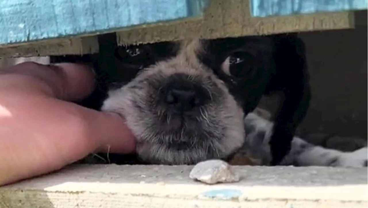 Il cane Oreo sta per essere abbandonato, ma trova una via di salvezza inaspettata