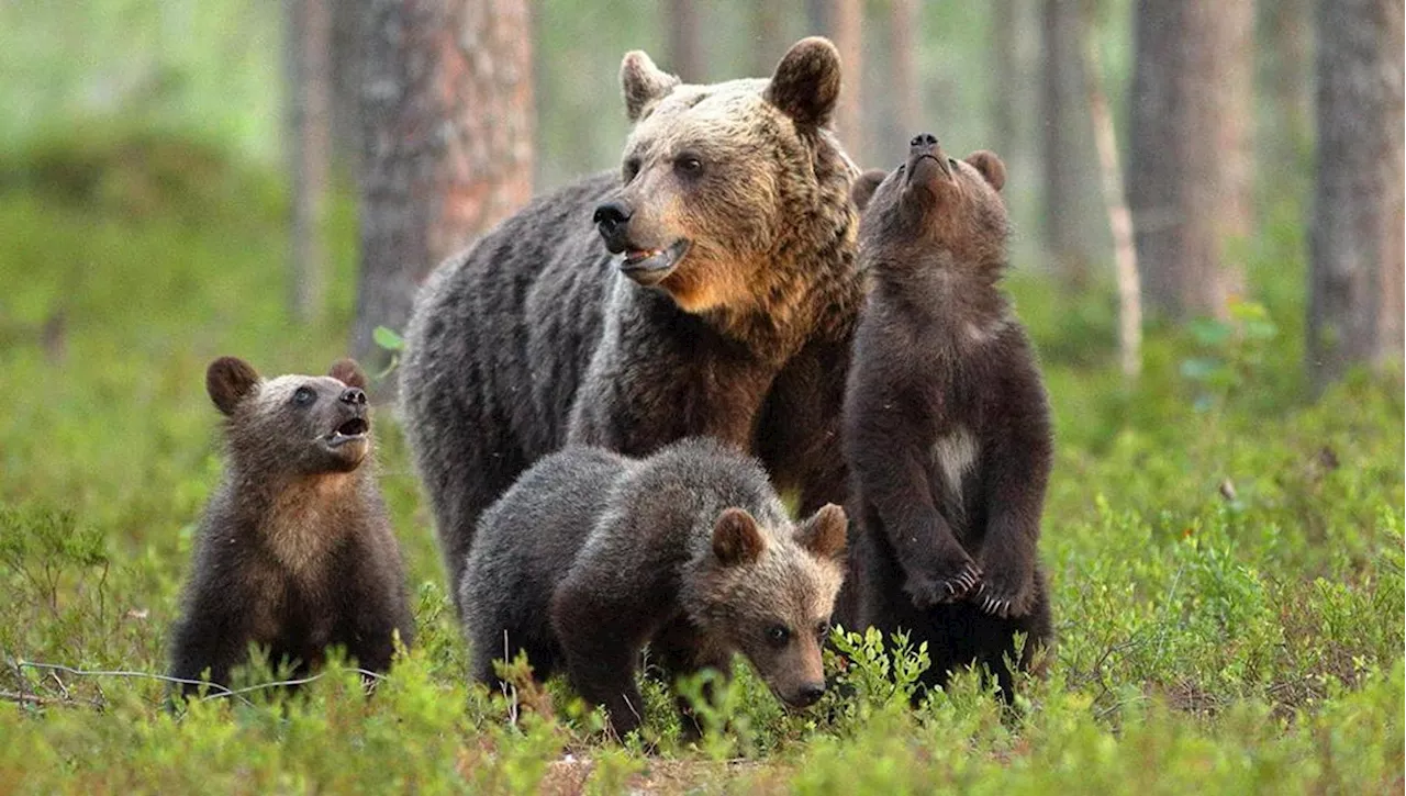 Ore contate per l’orsa Kj1 in Trentino, la Federazione dei veterinari: la gestione di questi animali non si r…