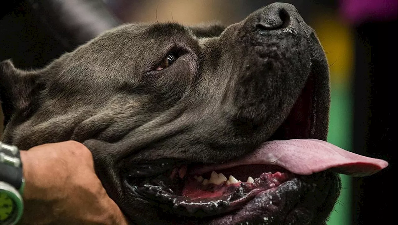 Sente suonare il campanello e viene azzannata da due cani, anziana salvata dal figlio con i petardi di Natale