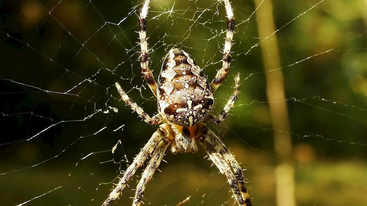 10 Fakta Menarik Laba-Laba, Berdarah Biru hingga Mampu Goda Lawan Jenis Seperti Manusia