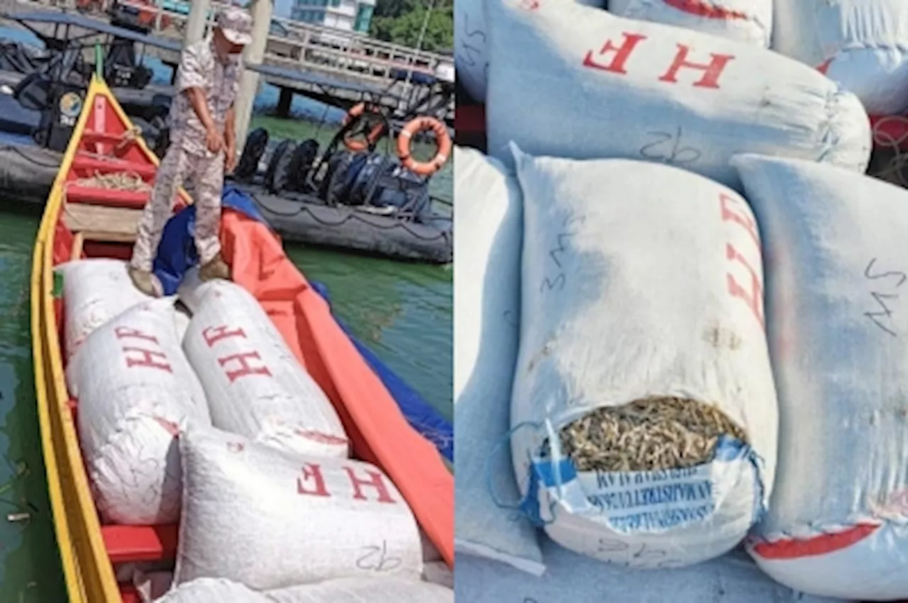 Sandakan MMEA intercepts RM29,000 ikan bilis haul bound for Philippines, skipper in custody