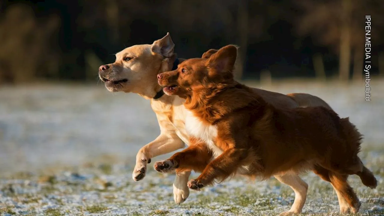 Er starb kurz nach seiner Rettung: Hund jahrelang überfüttert