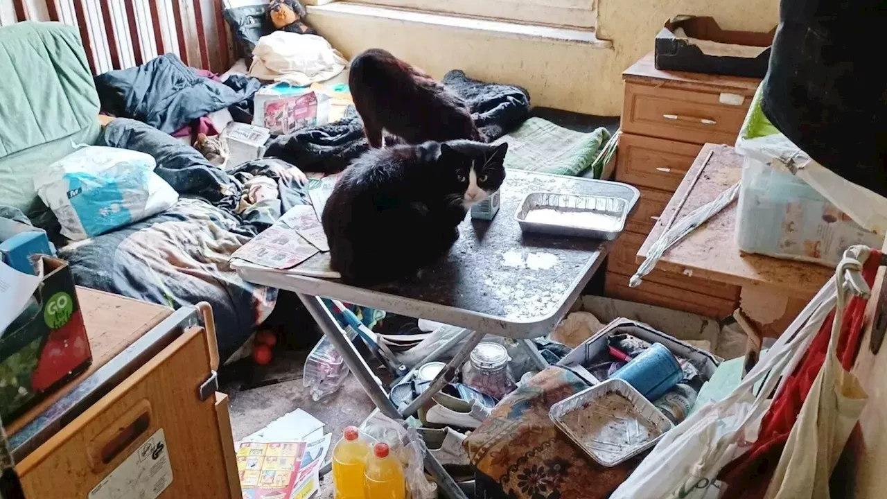 Sechs Igel und fünf Katzen in verwahrloster Himberger Wohnung gefunden