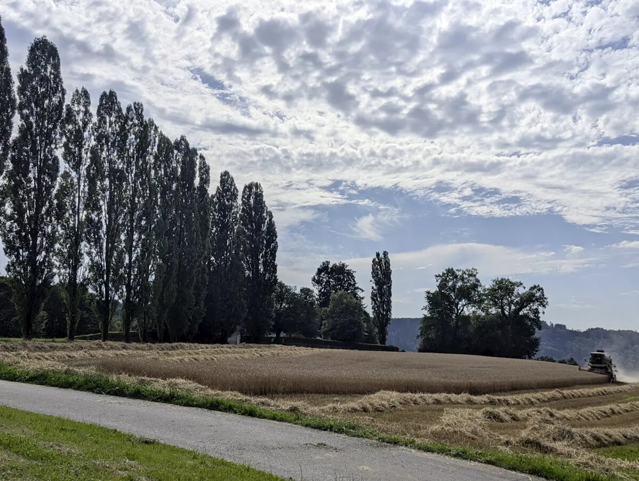 Kinder helfen bei der Getreideernte