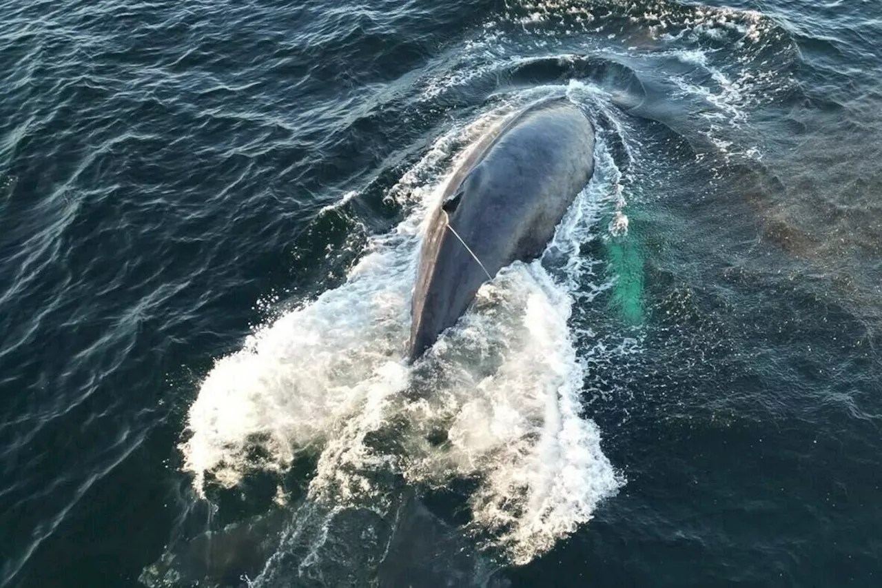 Department of Fisheries untangles gear from humpback whale off B.C.’s coast