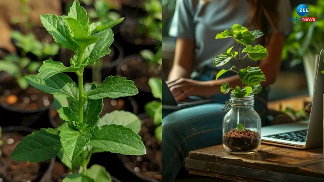 Health Benefits of Basil: ತುಳಸಿಯ ಅದ್ಭುತ ಆರೋಗ್ಯ ಪ್ರಯೋಜನಗಳ ಬಗ್ಗೆ ತಿಳಿಯಿರಿ