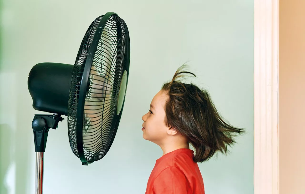 Pic de chaleur : Comment choisir un ventilateur efficace (et pas trop cher) ?