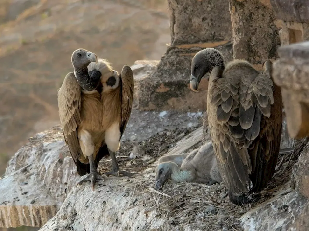 The Decline Of Indian Vultures May Have Led To 500,000 Human Deaths