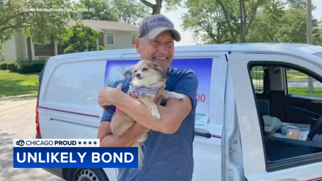 An unlikely duo: Frannie the Chihuahua makes 500th run to greet mail carrier in Hoffman Estates