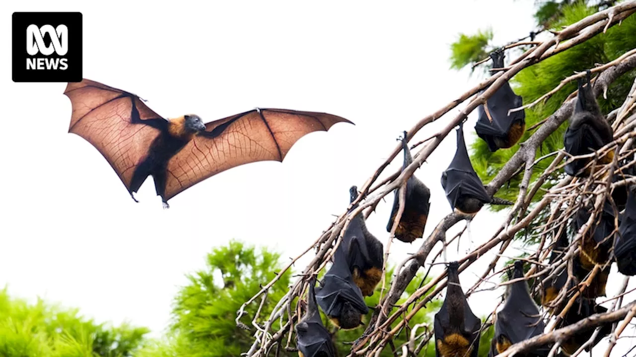 Flying foxes moving west across Australia in search of homes and food