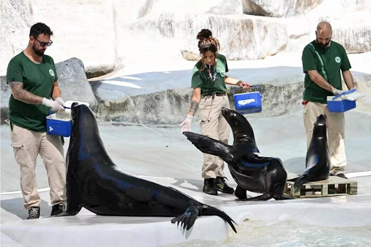 Caldo a Roma, frutta ghiacciata per gli animali del Bioparco