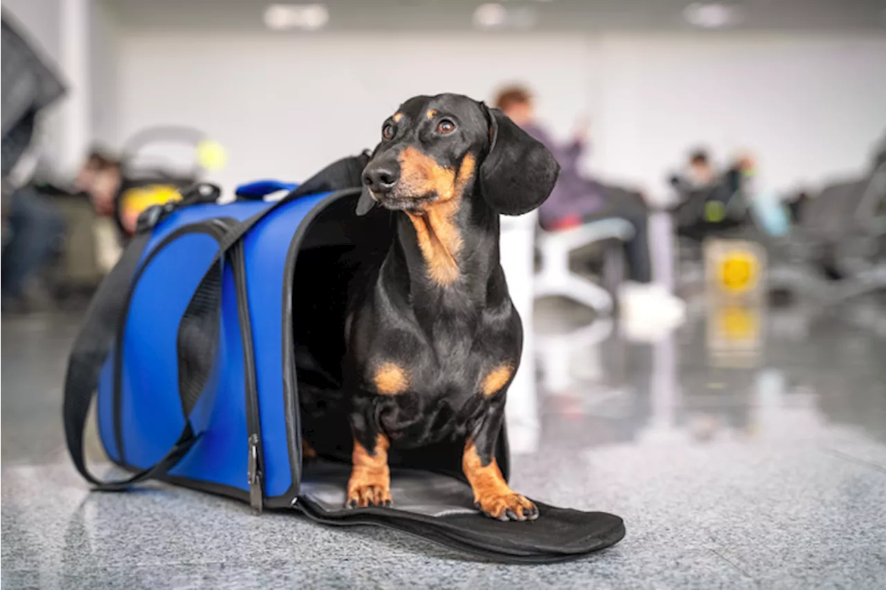 In vacanza con gli animali, servono più sicurezza e più accoglienza