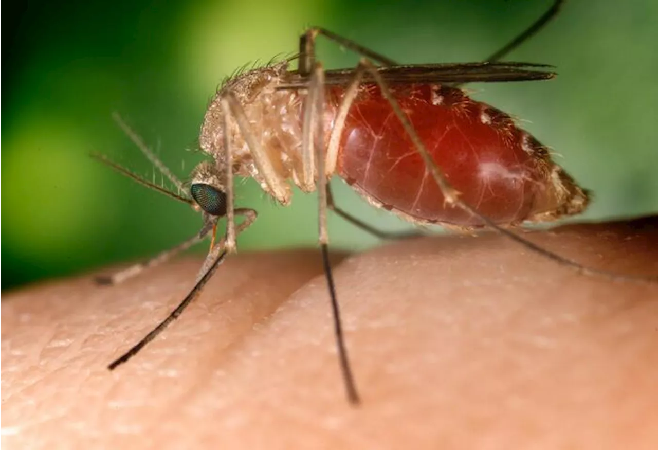 West Nile Virus, salgono a 2 i decessi in Italia nel 2024