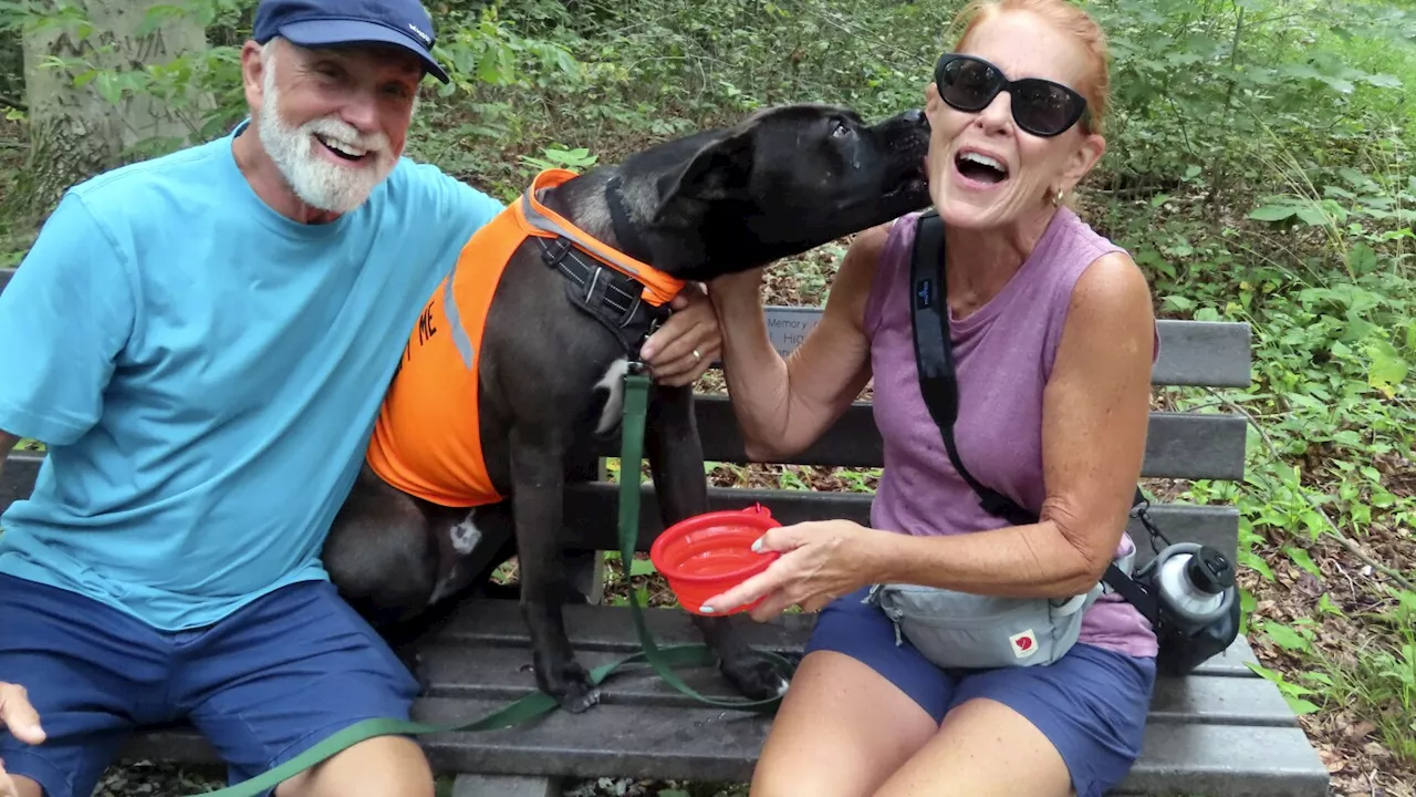 Dog days are fun days on trips away from the shelter with volunteers