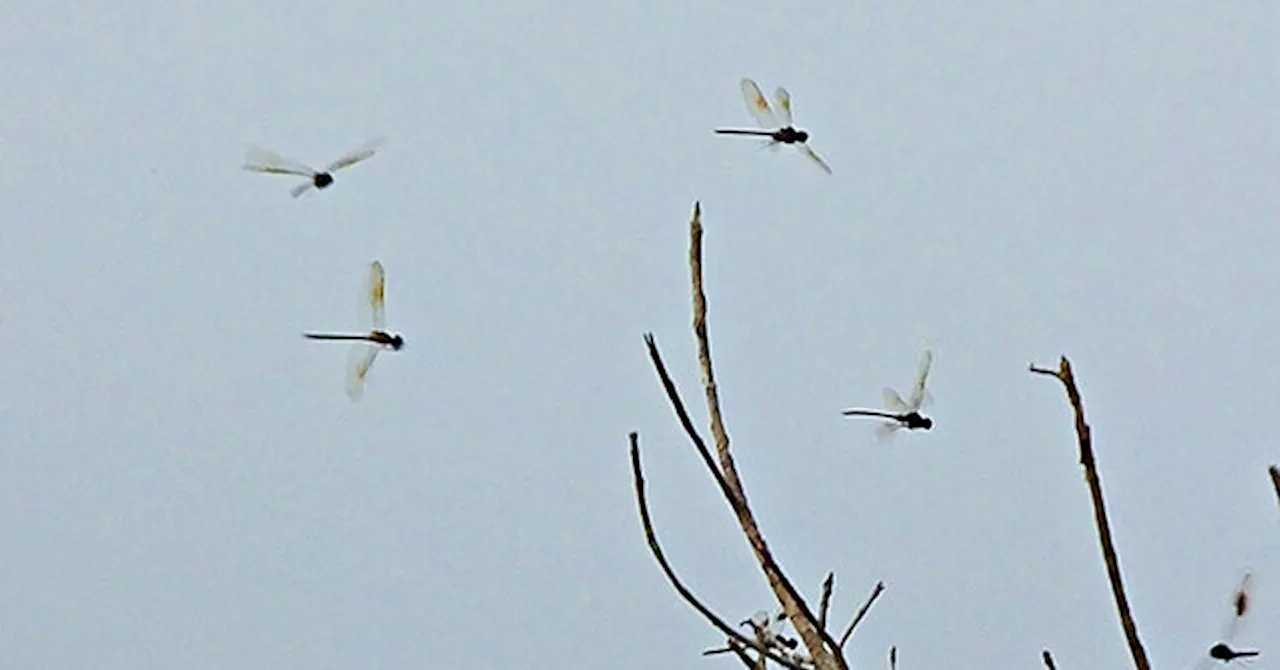 WATCH: Dragonfly Swarm Terrorizes Rhode Island Beachgoers