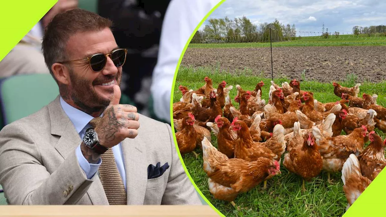 David Beckham: Ex Man United and Real Madrid Star Flaunts His Poultry in Viral Video