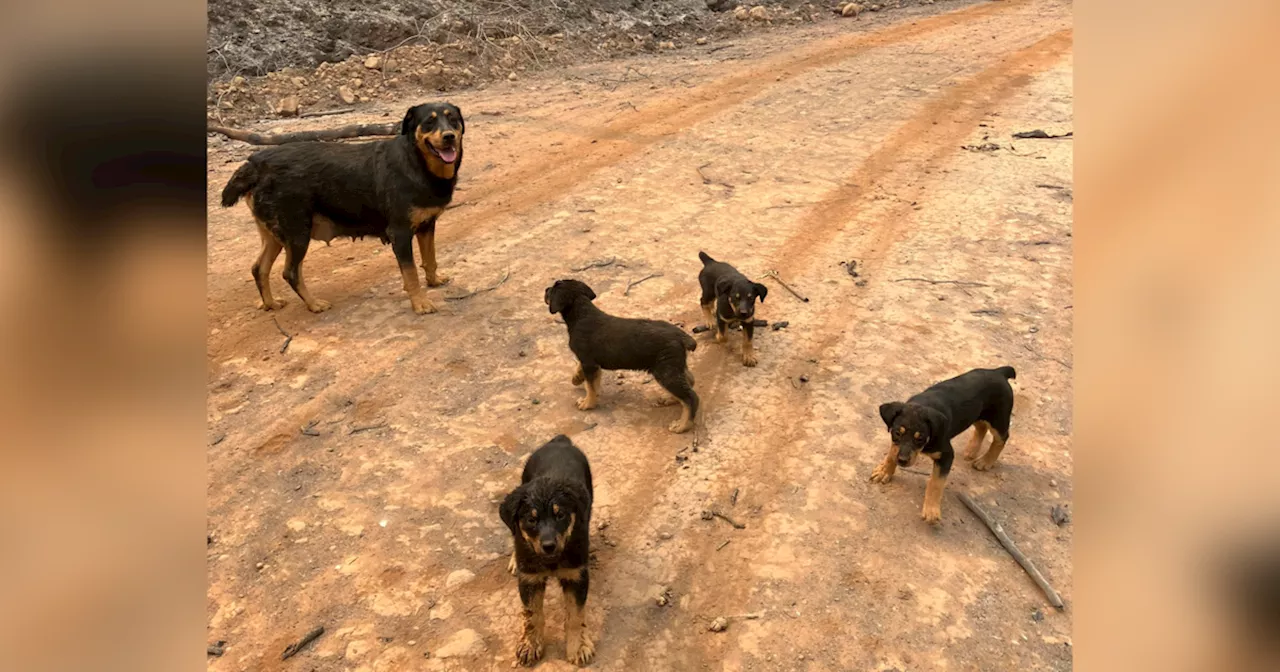 Two dogs and their puppies were stuck in California's Park Fire. An emergency responder ran 1.5 miles to save them.