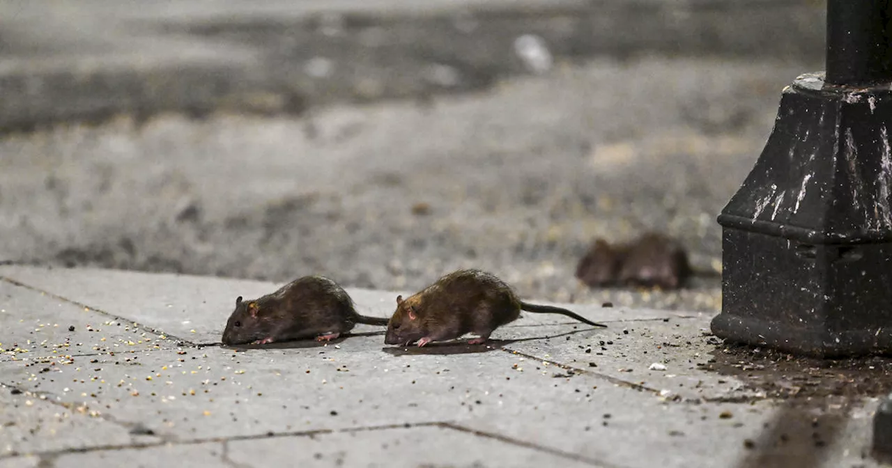 Rat-mitigation ambassadors wanted in New York City. Here's how you can volunteer.