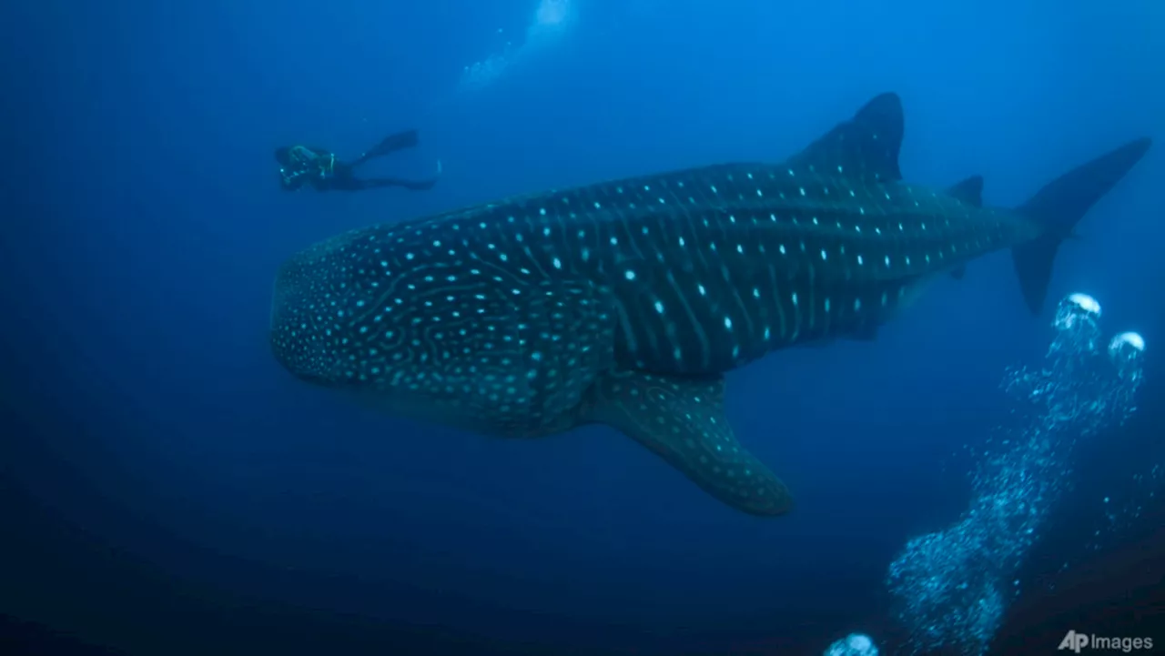 The Galapagos Islands and many of their unique creatures are at risk from warming waters