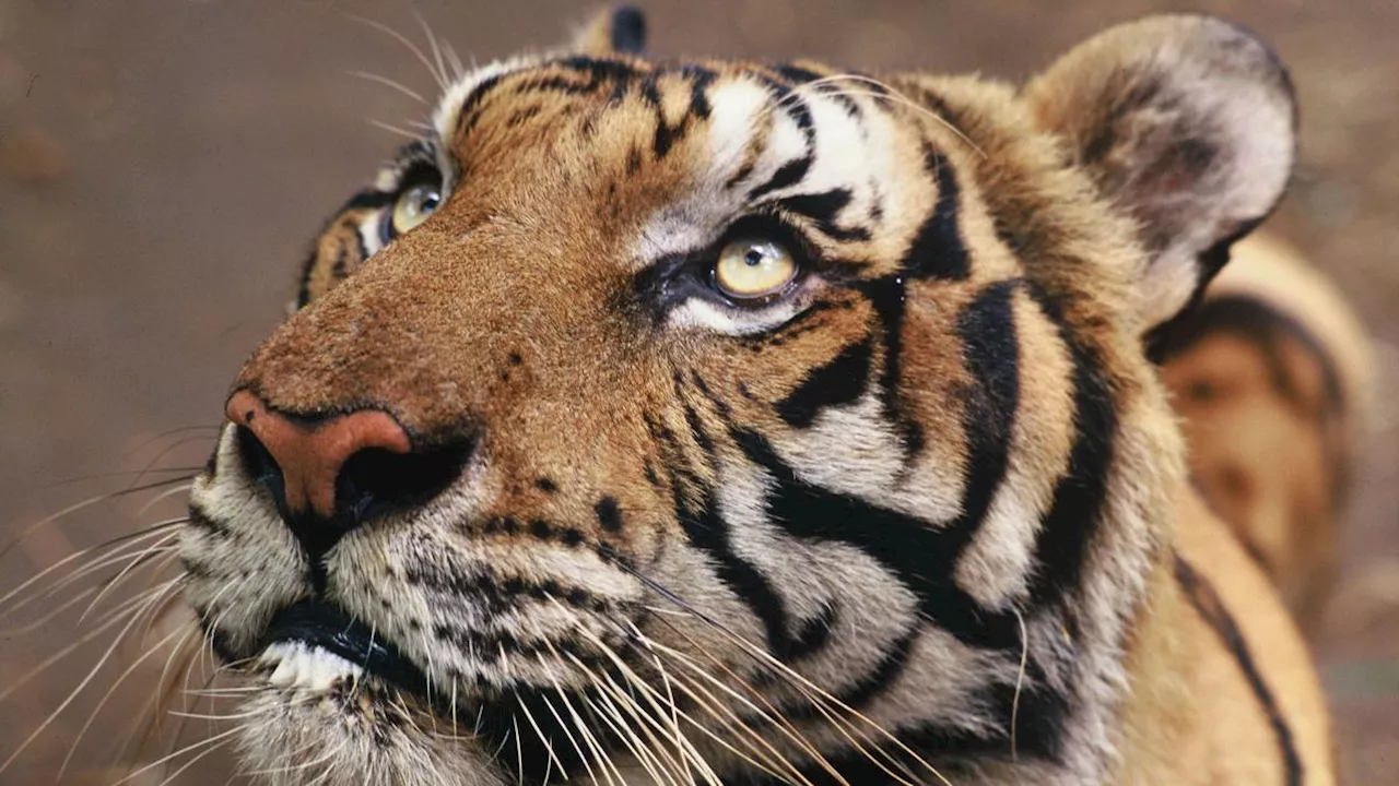 Giornata mondiale della tigre, Wwf: «In Thailandia sono in aumento grazie alle azioni di conservazione»