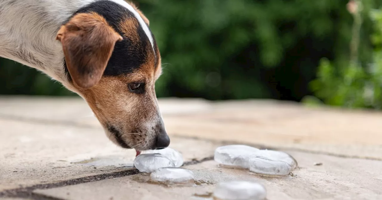 RSPCA issues statement on whether you should feed dogs ice cubes when it's hot