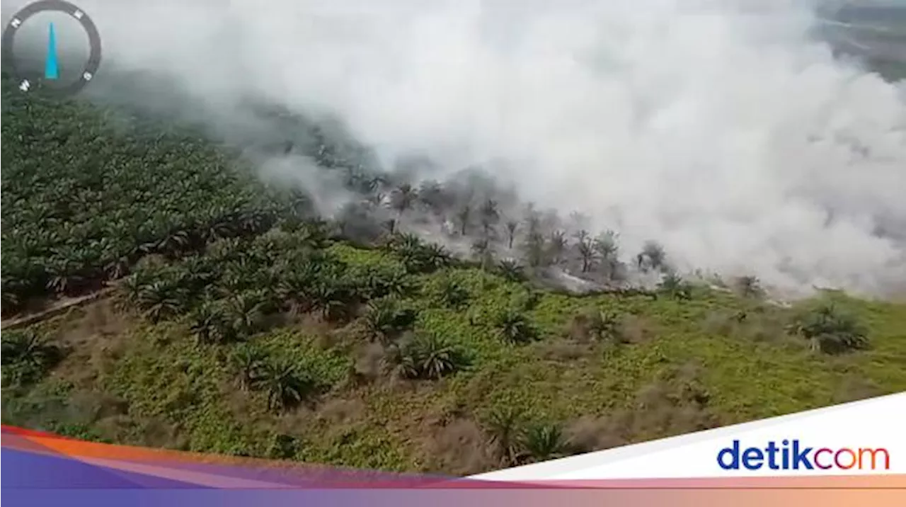 Kawasan Perkebunan Kelapa Sawit Milik Perusahaan di Muaro Jambi Terbakar