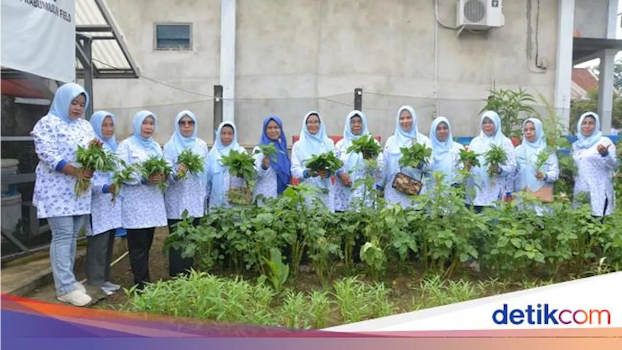 Kisah Wanita Tani di Prabumulih Raup Cuan dari Sayuran Organik