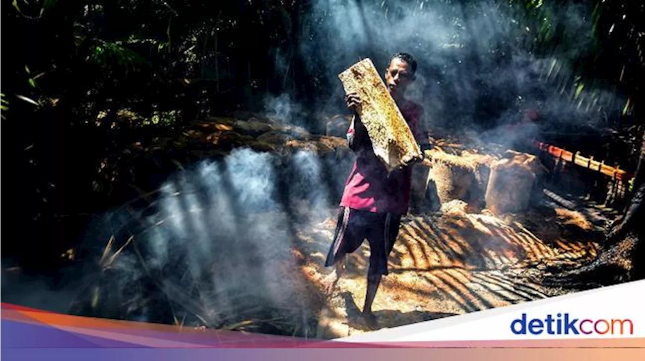 Miris! Lahan Sagu RI Terbesar di Dunia, tapi Ekspornya Kalah dari Malaysia