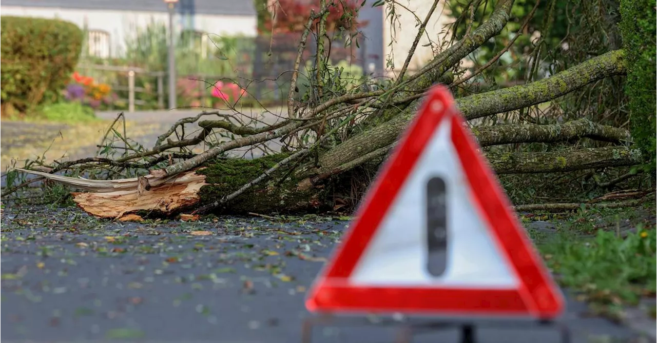 Baum fällt auf fahrendes Auto: Mann in Kärnten bei Unwetter verletzt