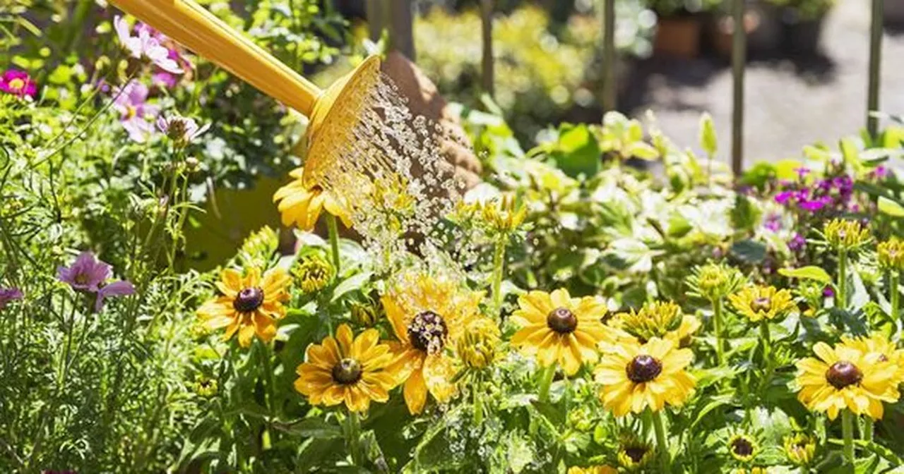 Best time to water your plants to deter slugs from destroying them