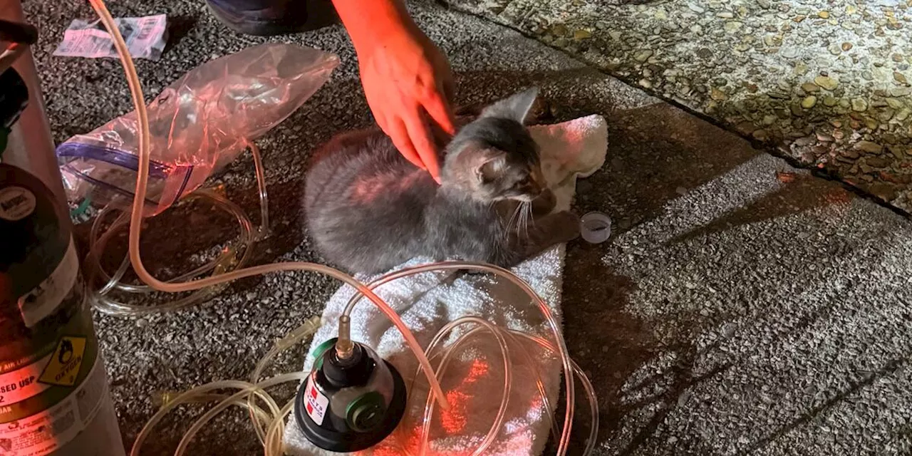 Kittens saved from fire in Panama City