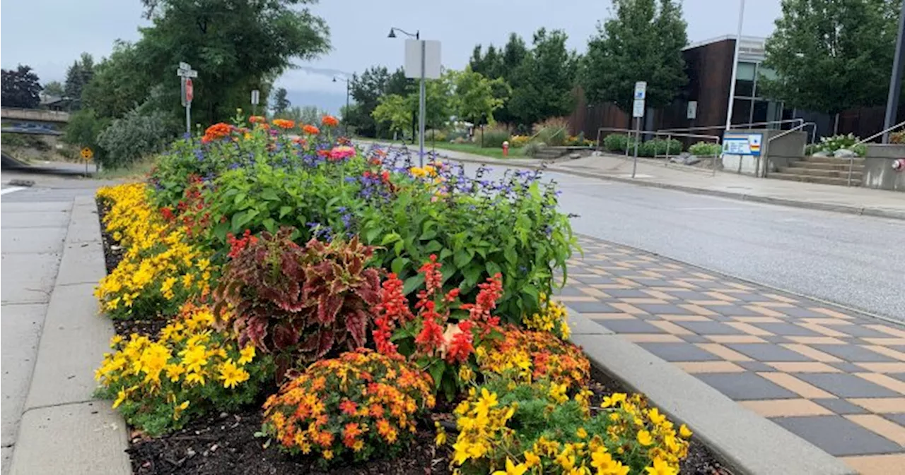 ‘Disheartening’ thefts from Summerland municipal garden beds on the rise this season