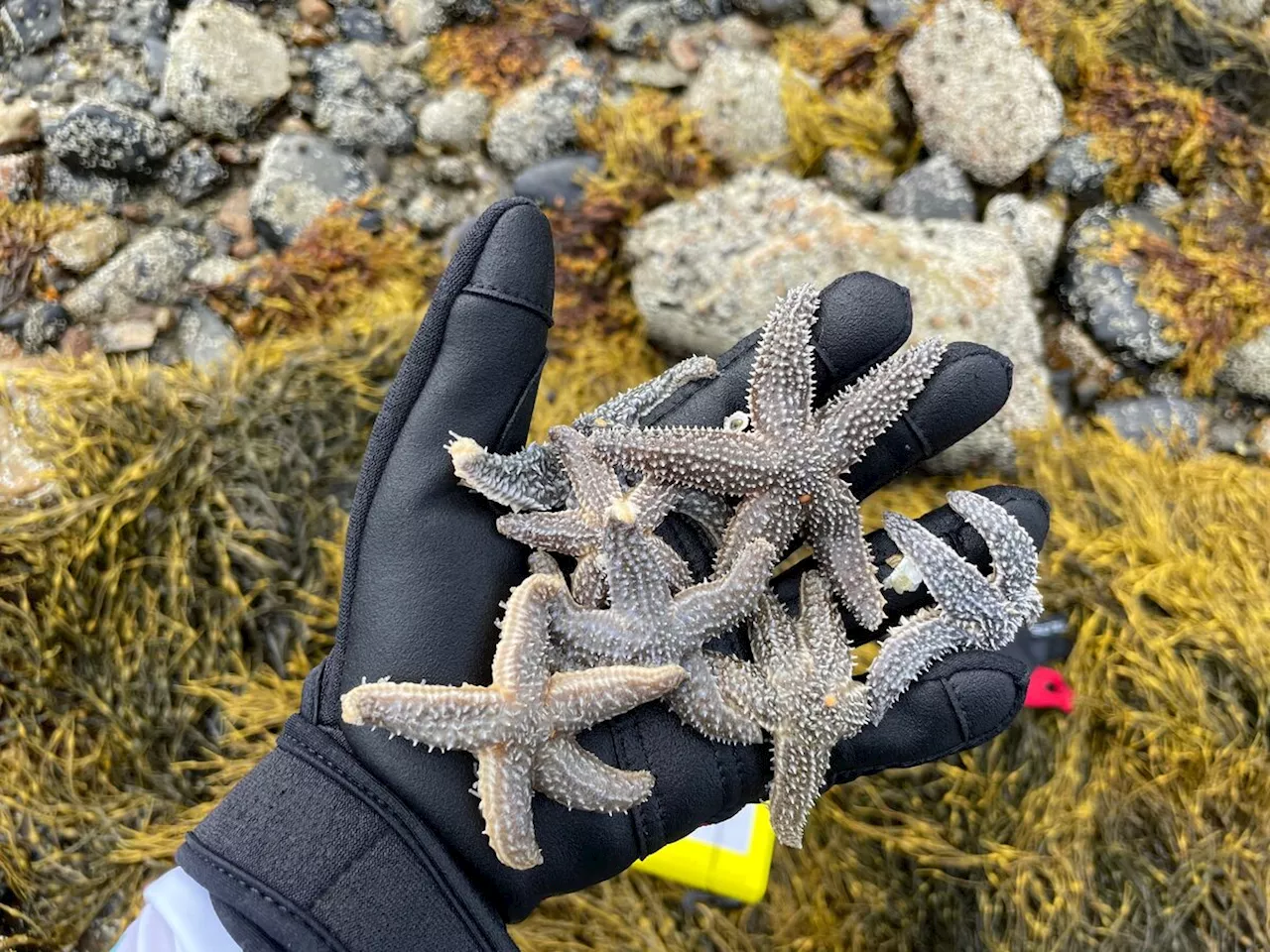 Starfish-crossed lovers: East Coast sea stars mingle in warming ocean waters