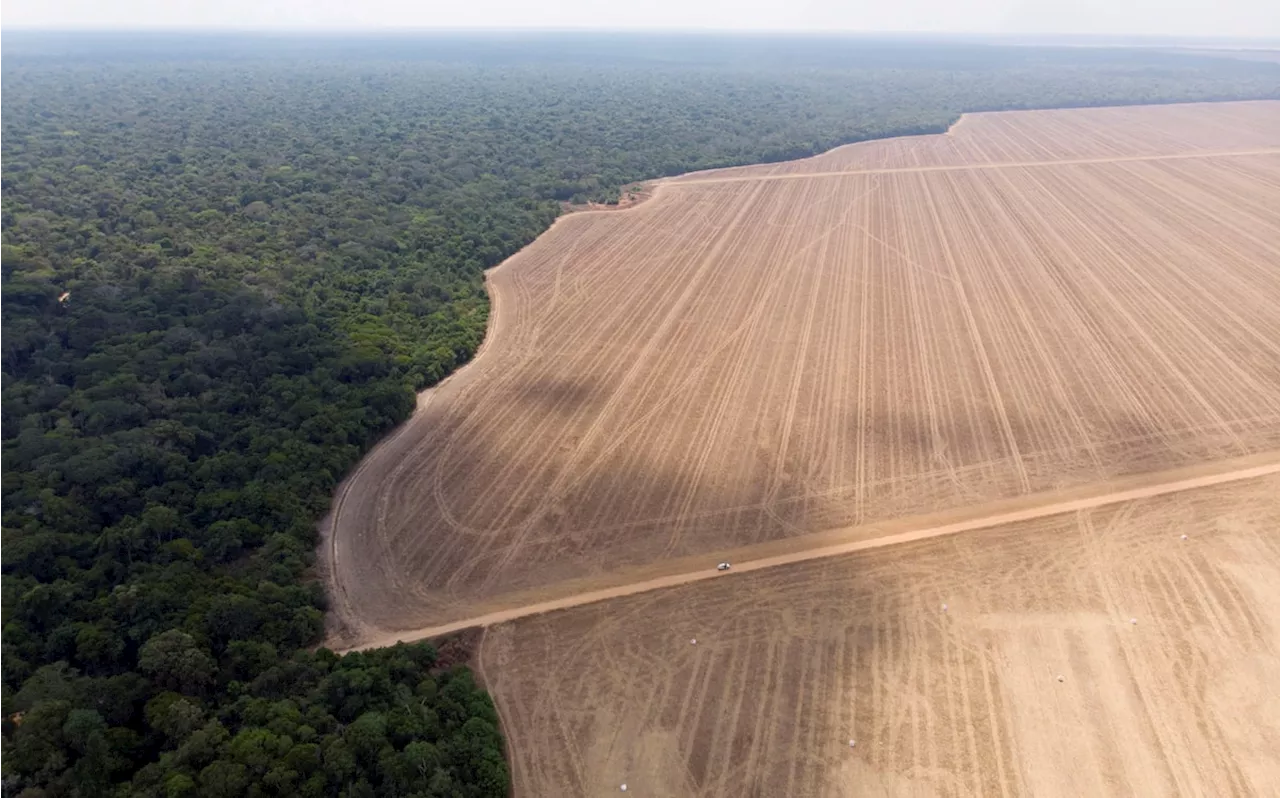 Brazil plans Amazon grain train behind their backs, Indigenous groups say