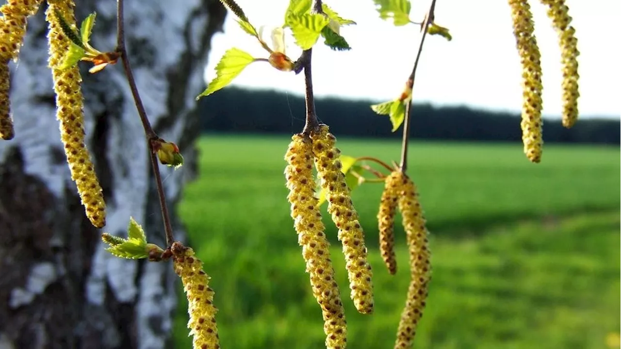 Allergiker aufgepasst! Pollensaison bis in den Herbst