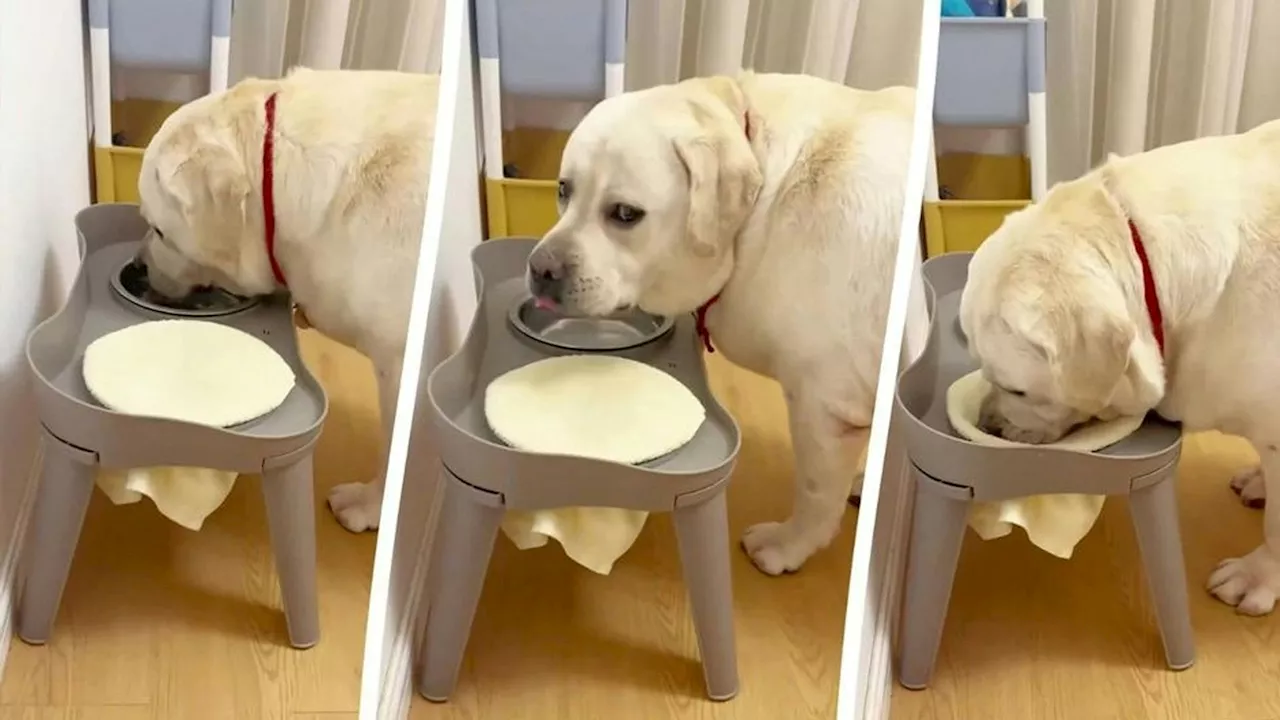  Dieser Hund beherrscht den coolsten Trick aller Zeiten