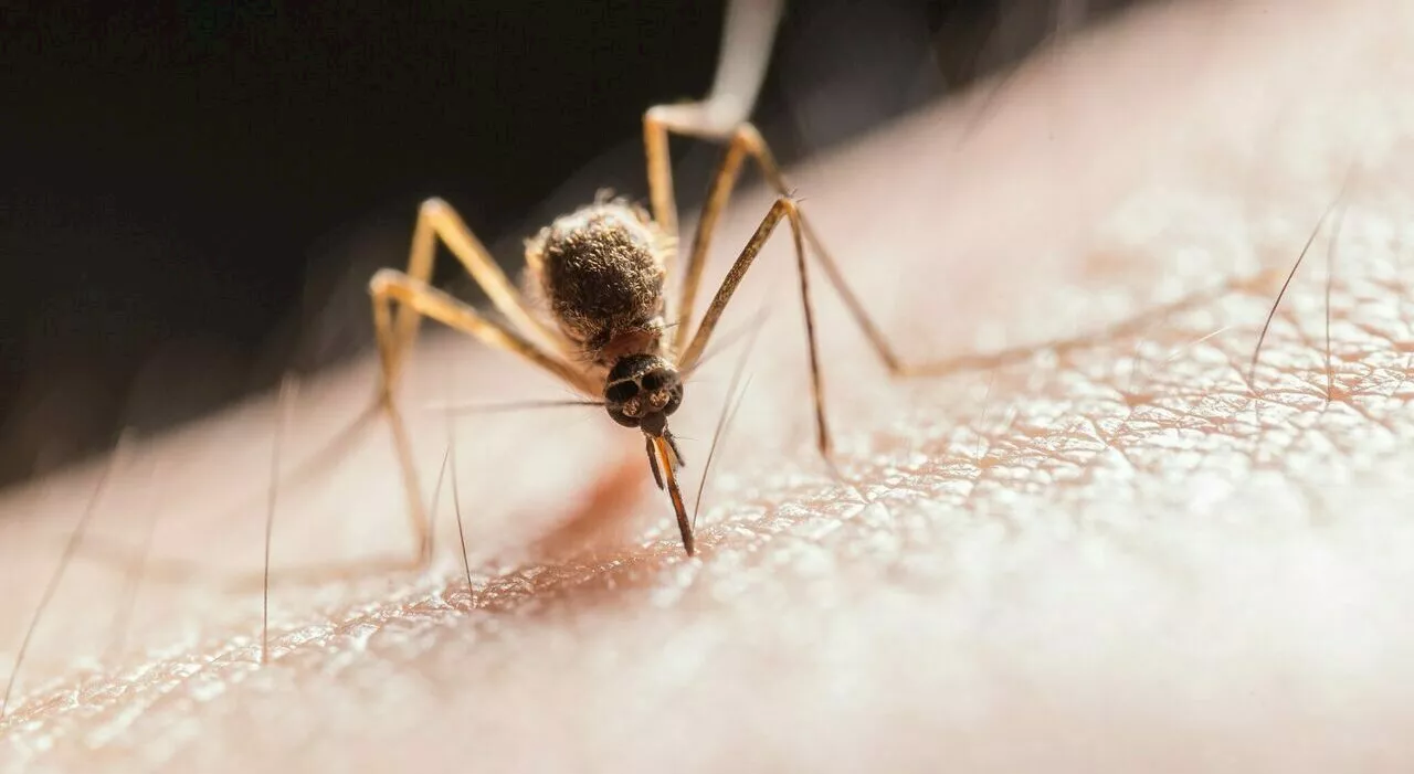 West Nile, cos'è il virus del Nilo Occidentale: contagio, sintomi e cure