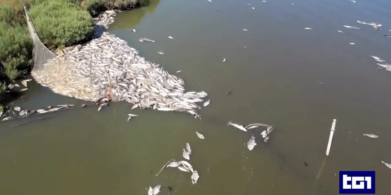 La grave moria di pesci nella laguna di Orbetello