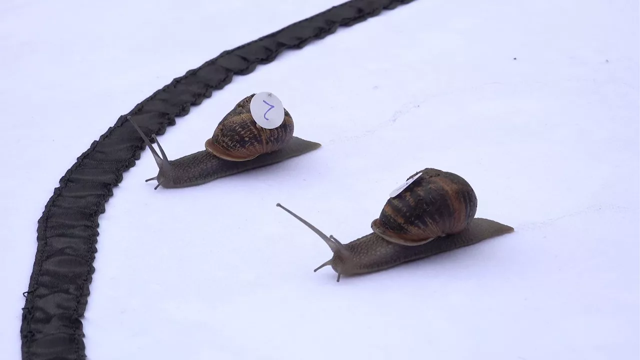 Speed record 0.006 mph: Snail racing champs claim slimy victory in the UK