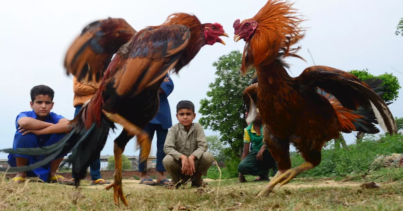 Gardaí dismantle illegal cock fighting ring in Co Monaghan