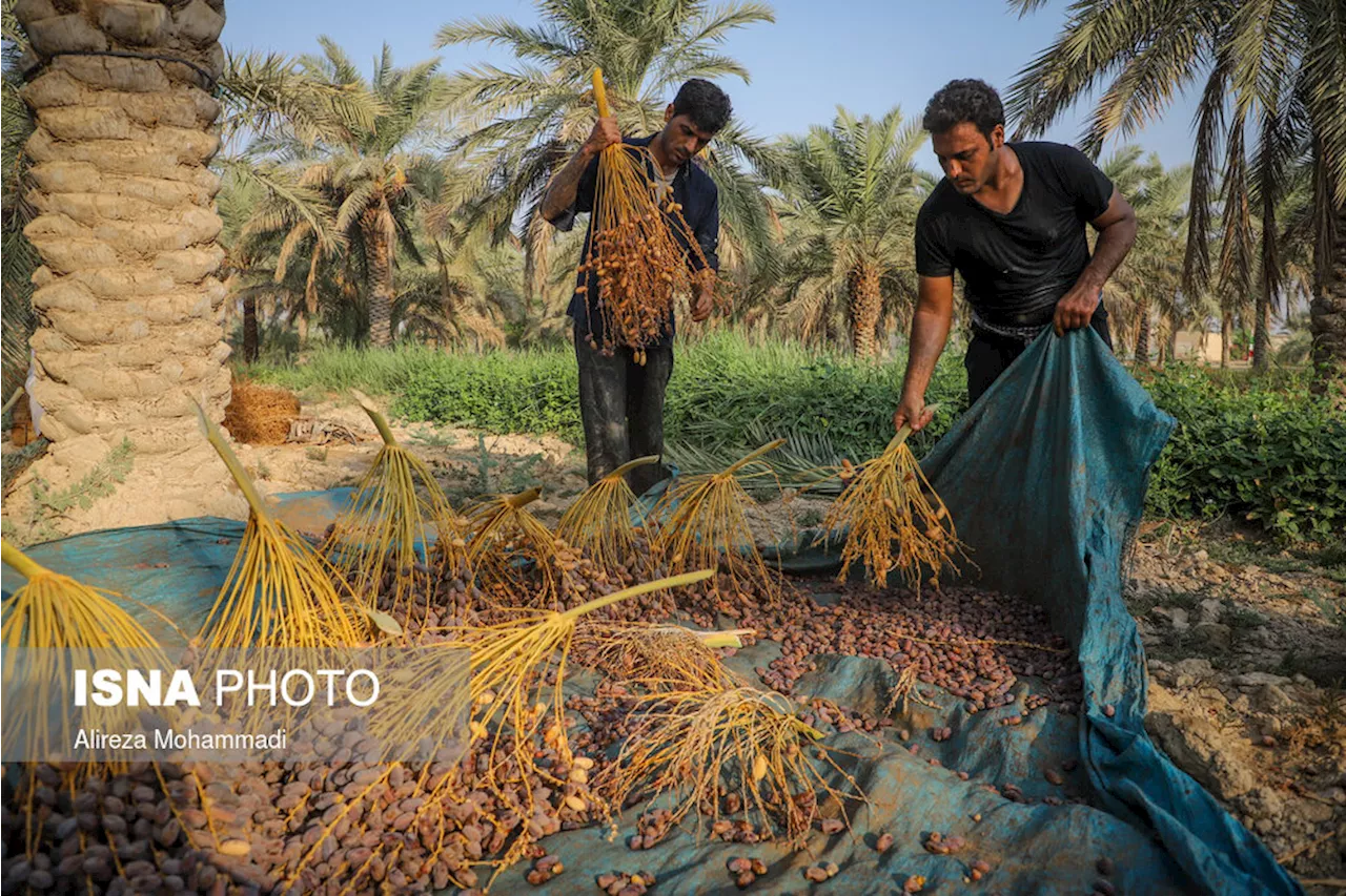 برداشت محصول خرما در خوزستان از نیمه دوم شهریور آغاز می‌شود