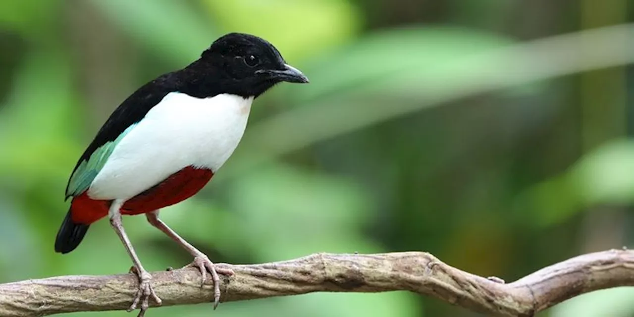 CEK FAKTA: Benarkah Ada Burung dengan Bulu Berwarna Bendera Palestina?