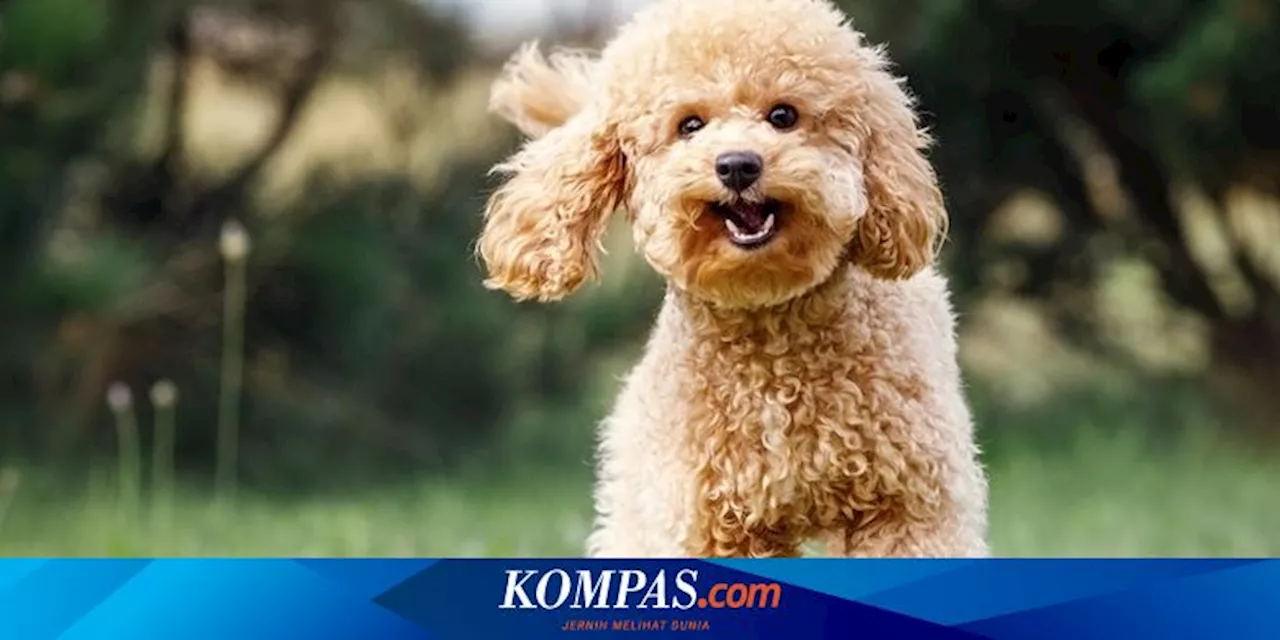 Stres pada Manusia Pengaruhi Perilaku Anjing