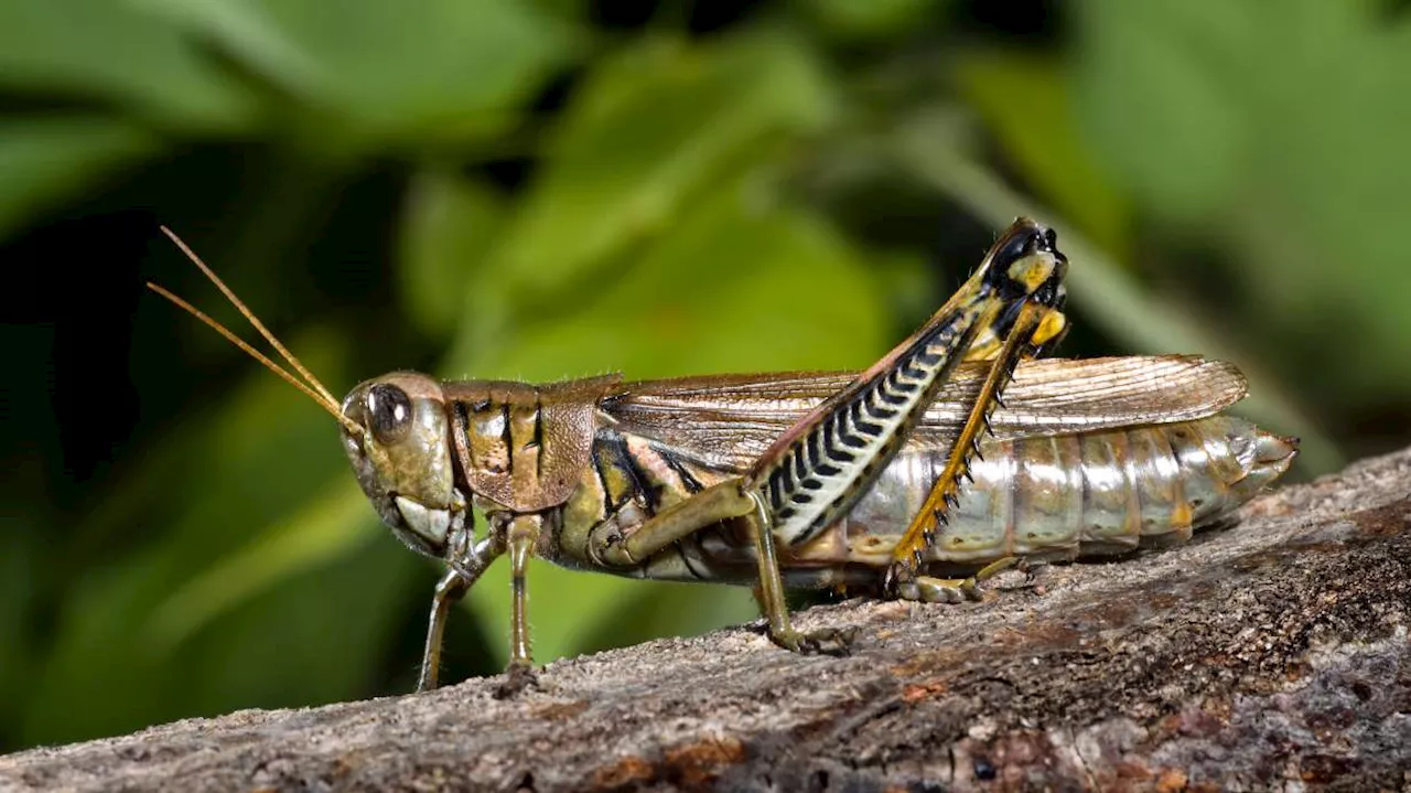 Grasshopper infestation taking over Tooele County