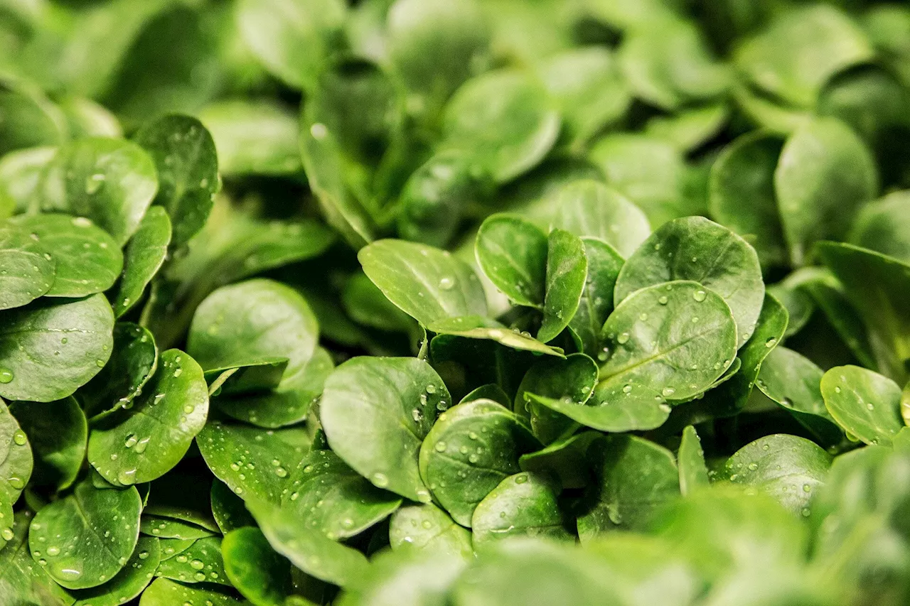 Lettuce may be just as good as dock leaf for easing nettle sting symptoms