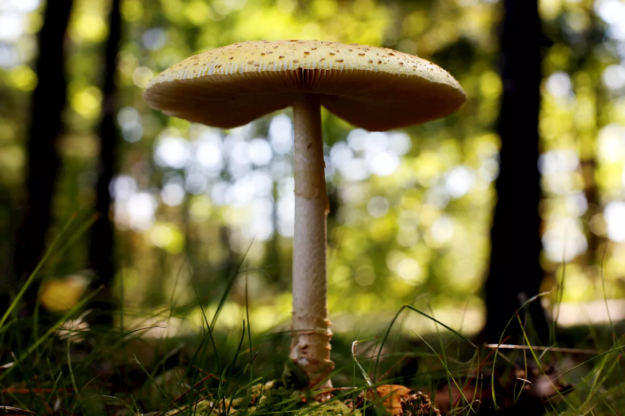 Midwest sees surge in calls to poison control centers amid bumper crop of wild mushrooms